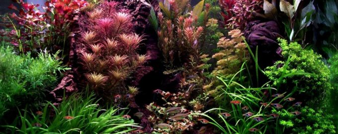 пышный травник