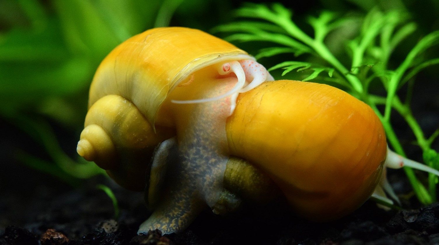 пара улиток 