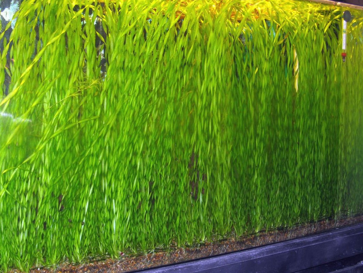 спиральная валлиснерия 