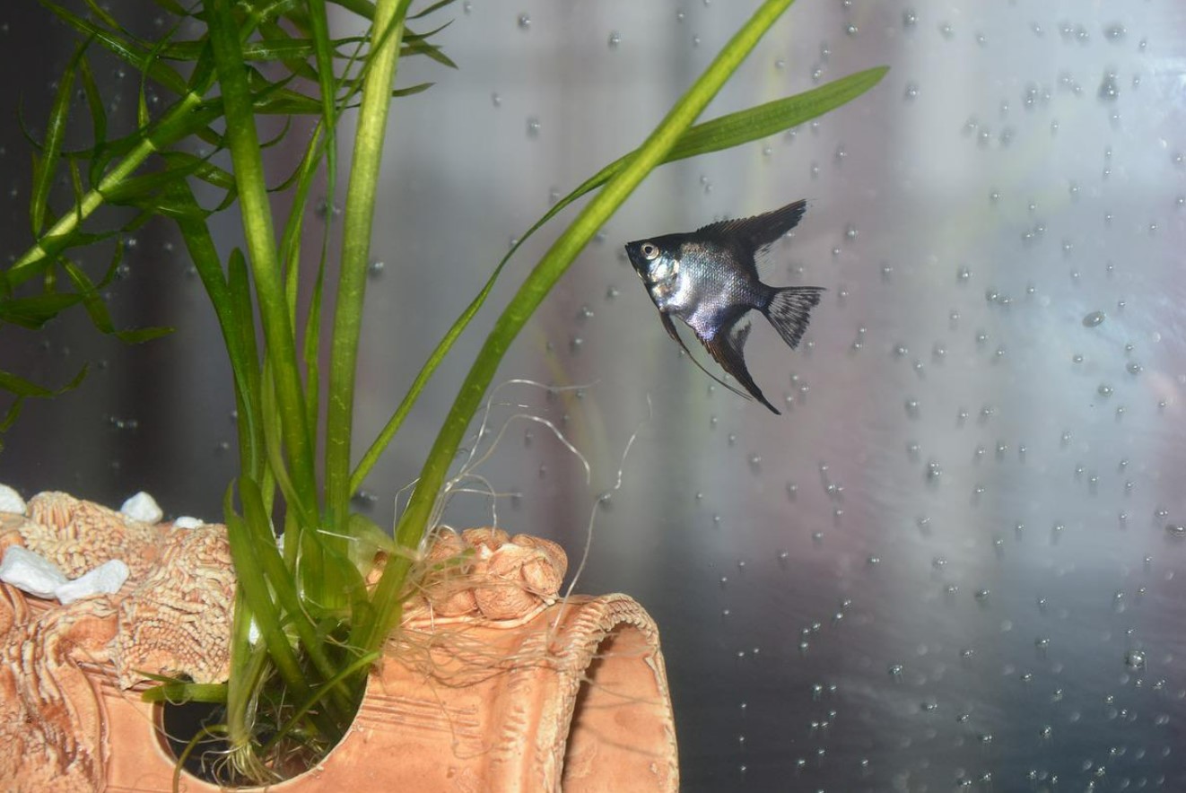 как выглядит скалярия 