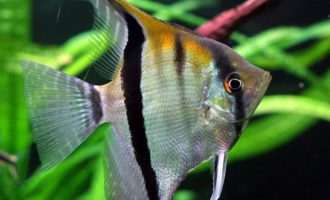 внешний вид скалярии