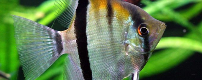 внешний вид скалярии