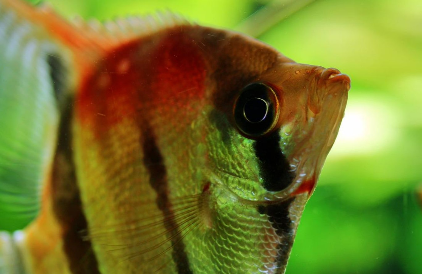 как выглядит скалярия 