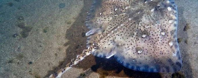 внешний вид лисы