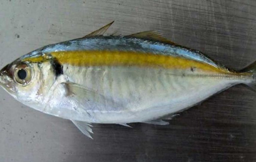 внешний вид полосатика 