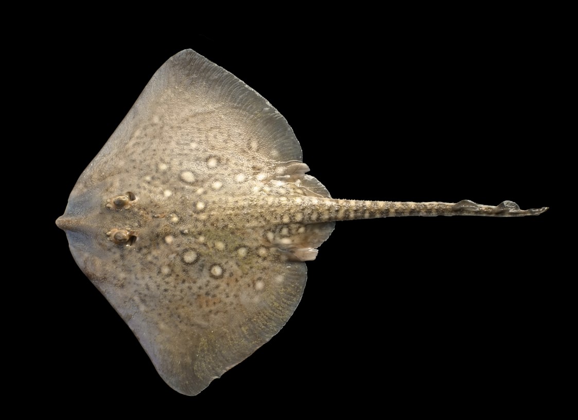 черноморская рыба лиса 