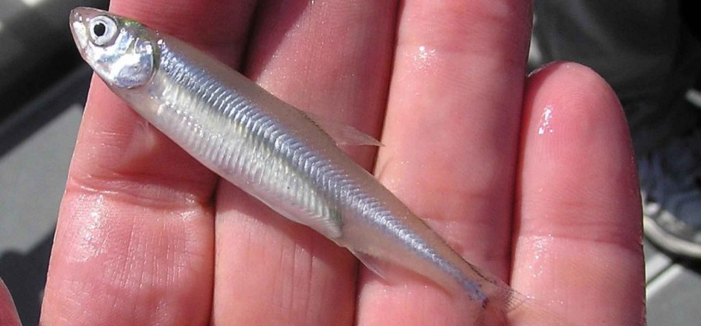 как выглядит снеток 