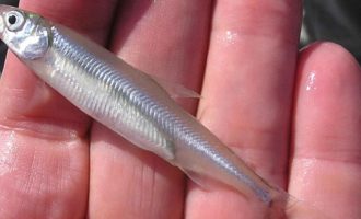 как выглядит снеток