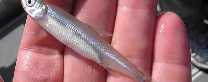 как выглядит снеток