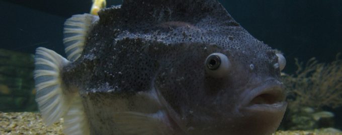 рыба воробей