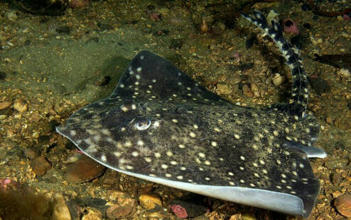 как выглядит рыба лиса 