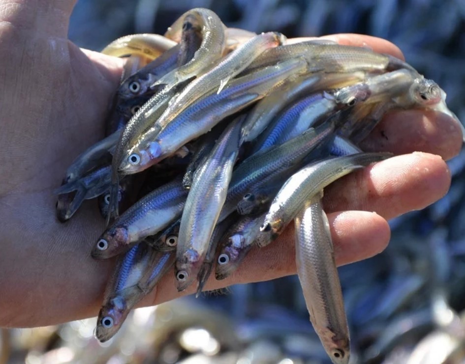 внешний вид рыбы снеток