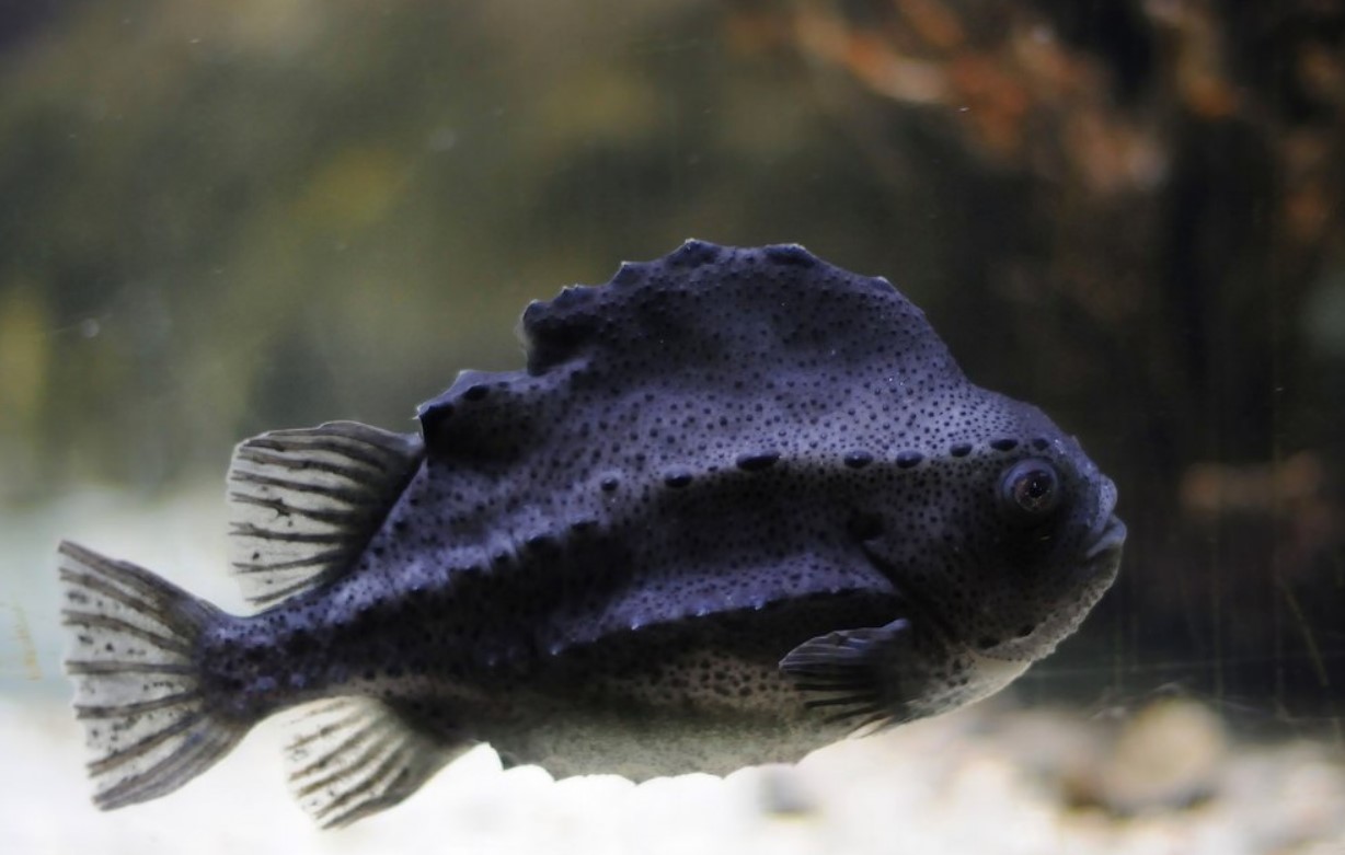 как выглядит рыба воробей