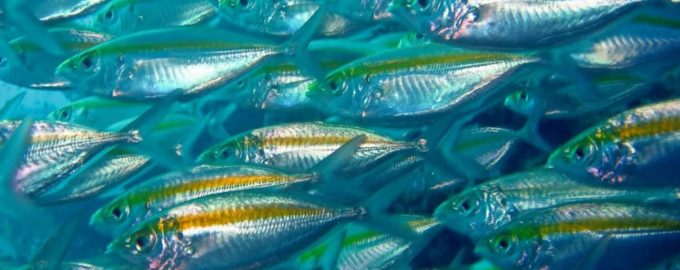 рыба полосатик