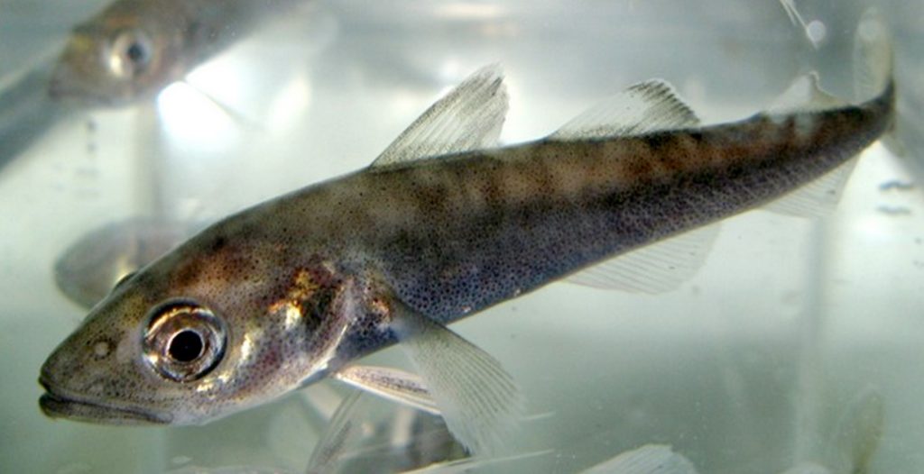 внешний вид рыбы сайки 