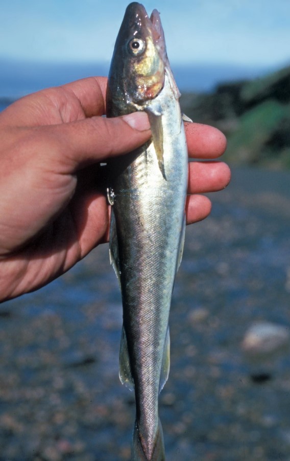 как выглядит сайка