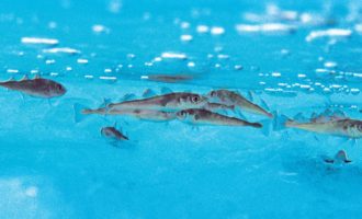 как выглядит сайка