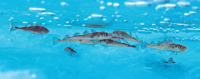 как выглядит сайка