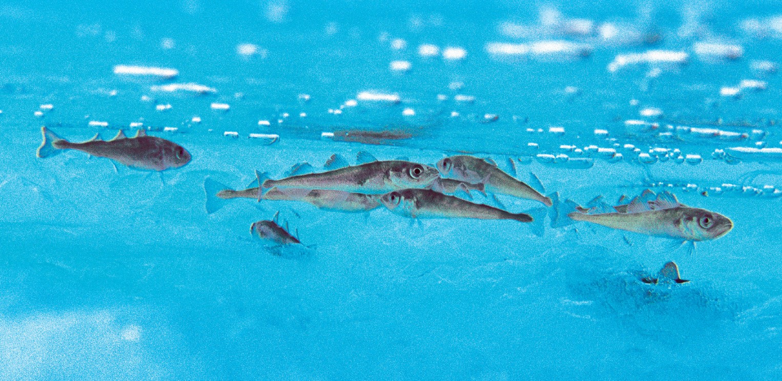 как выглядит сайка