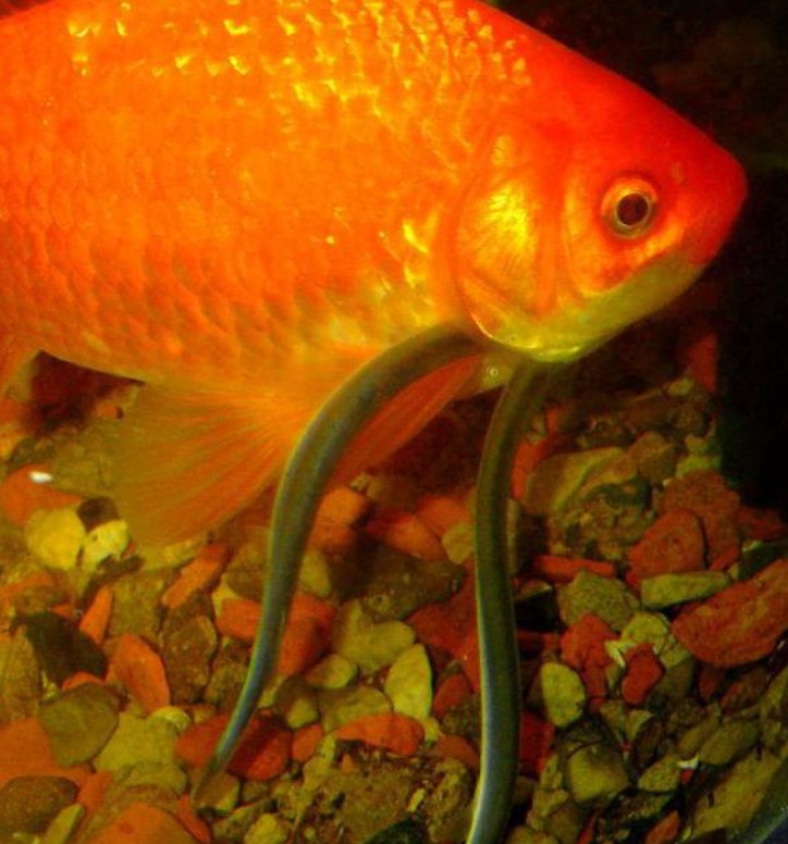 рыба кандиру 