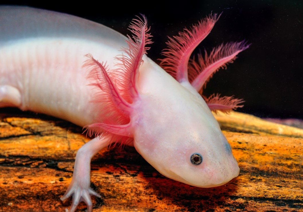 рыба ящерица