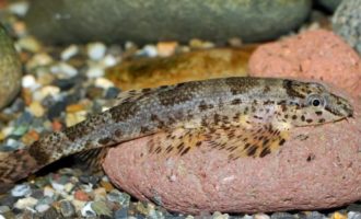 рыба ящерица