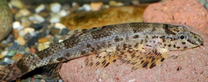 рыба ящерица