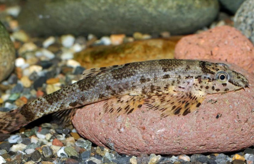 рыба ящерица