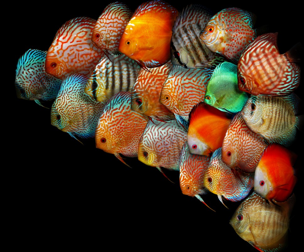 внешний вид рыбы дискус