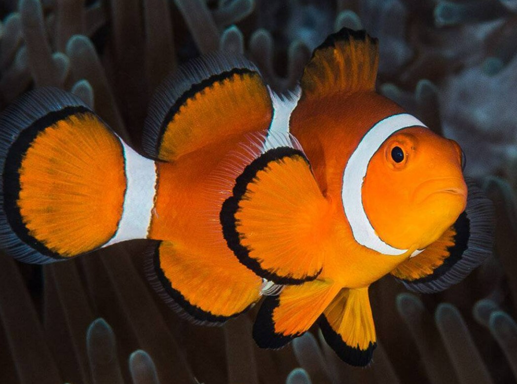 внешний вид рыбы клоун 