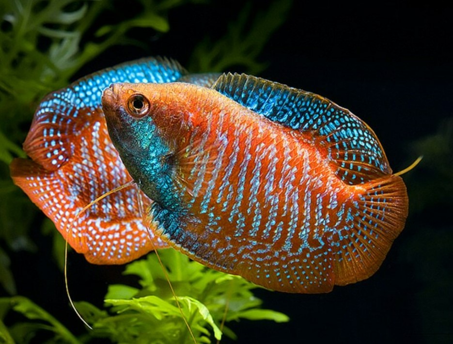 рыба лялиус 