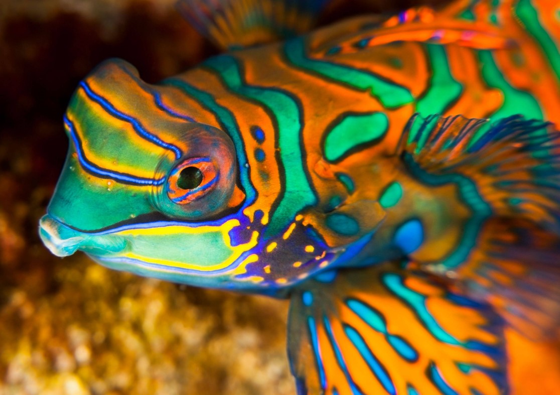 рыбка мандаринка