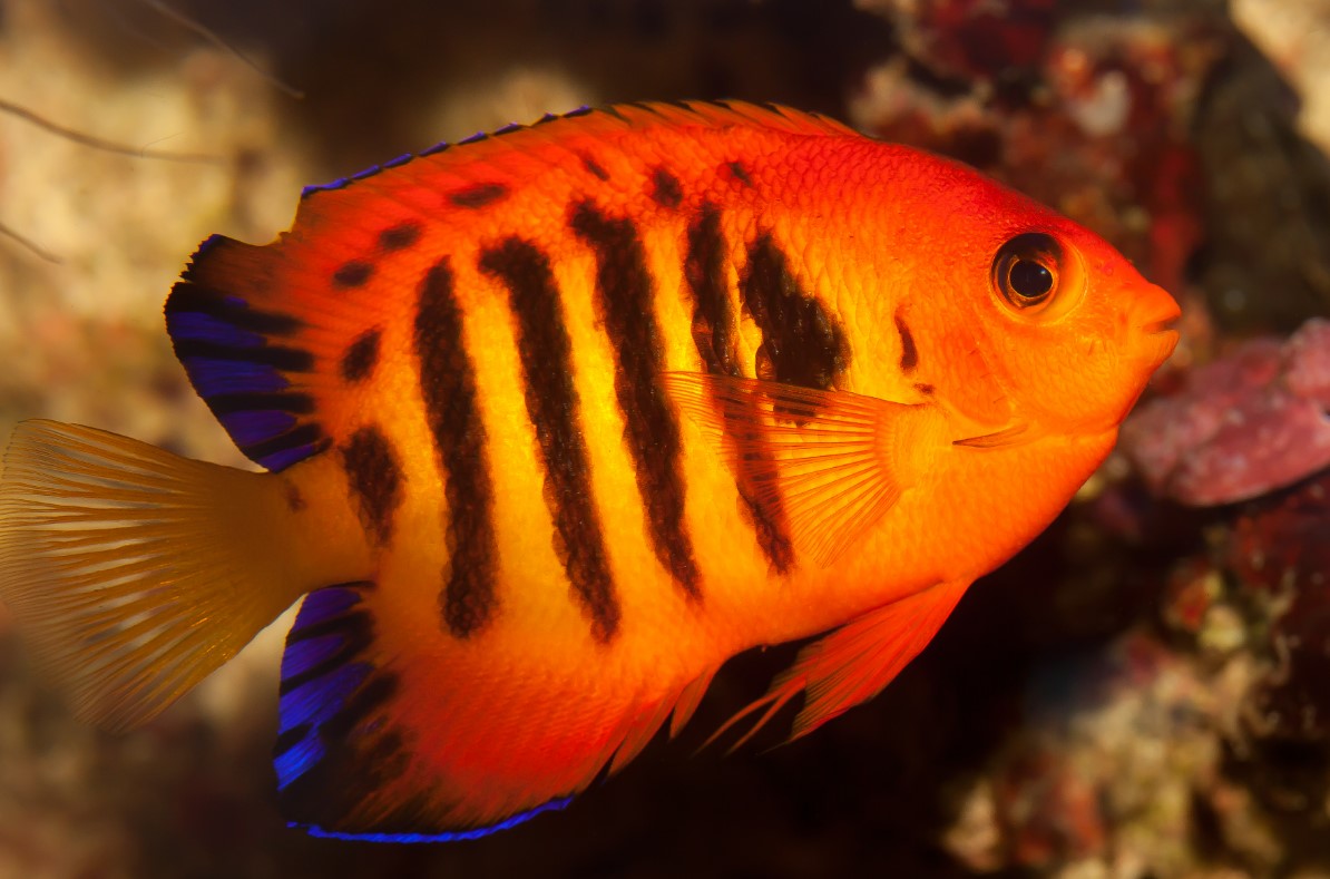 как выглядит центропиг 