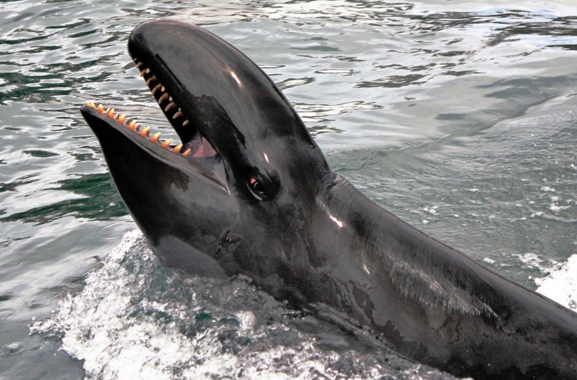 малая косатка