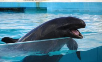 малая косатка