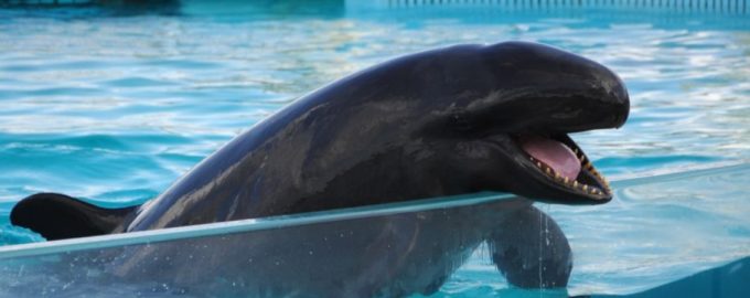 малая косатка