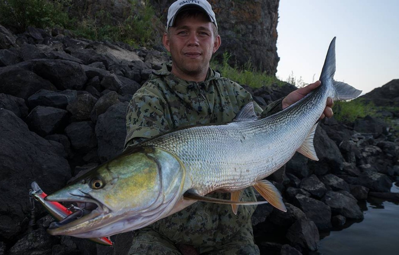 рыба желтощек