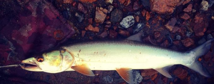 рыба желтощек