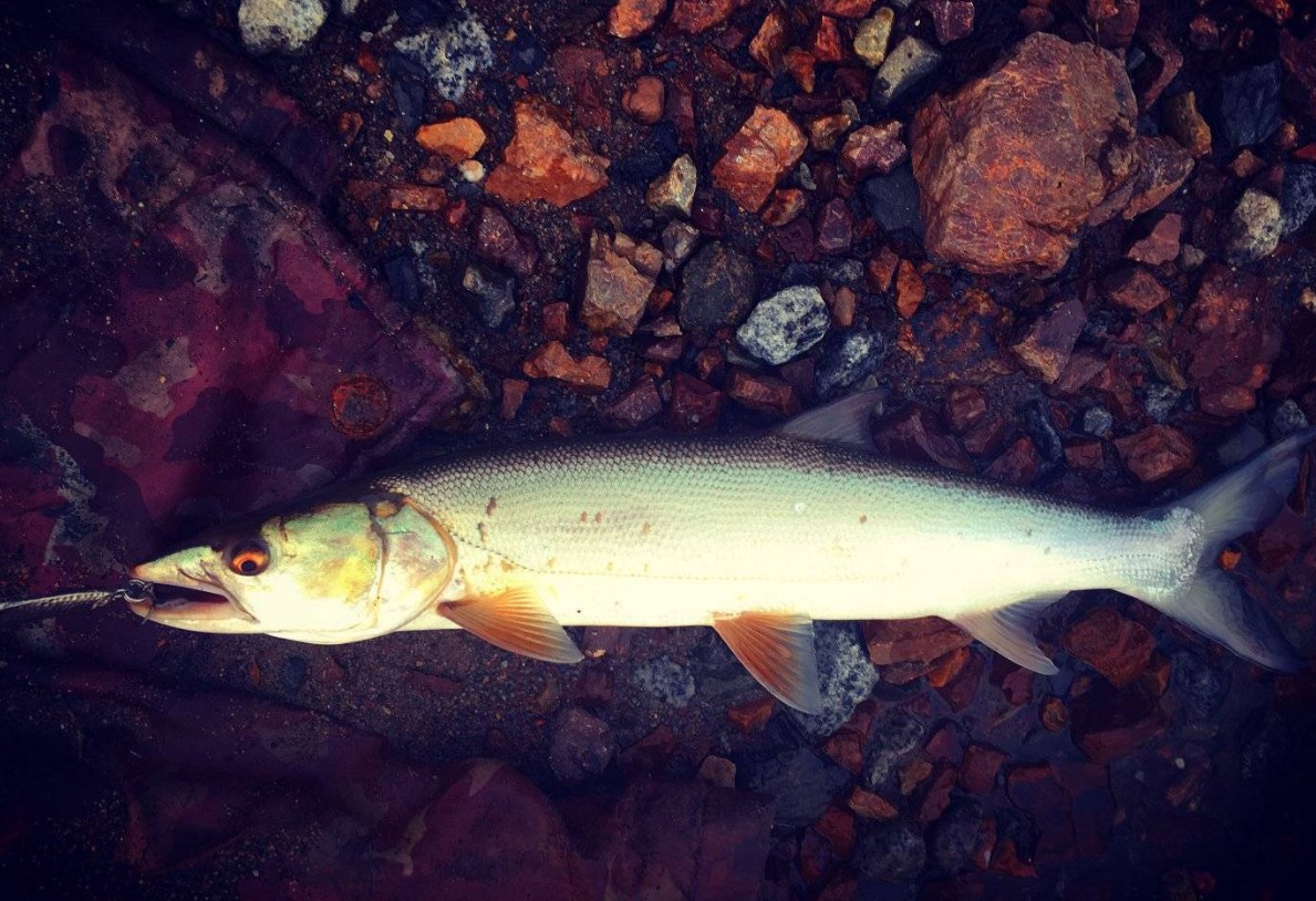 рыба желтощек