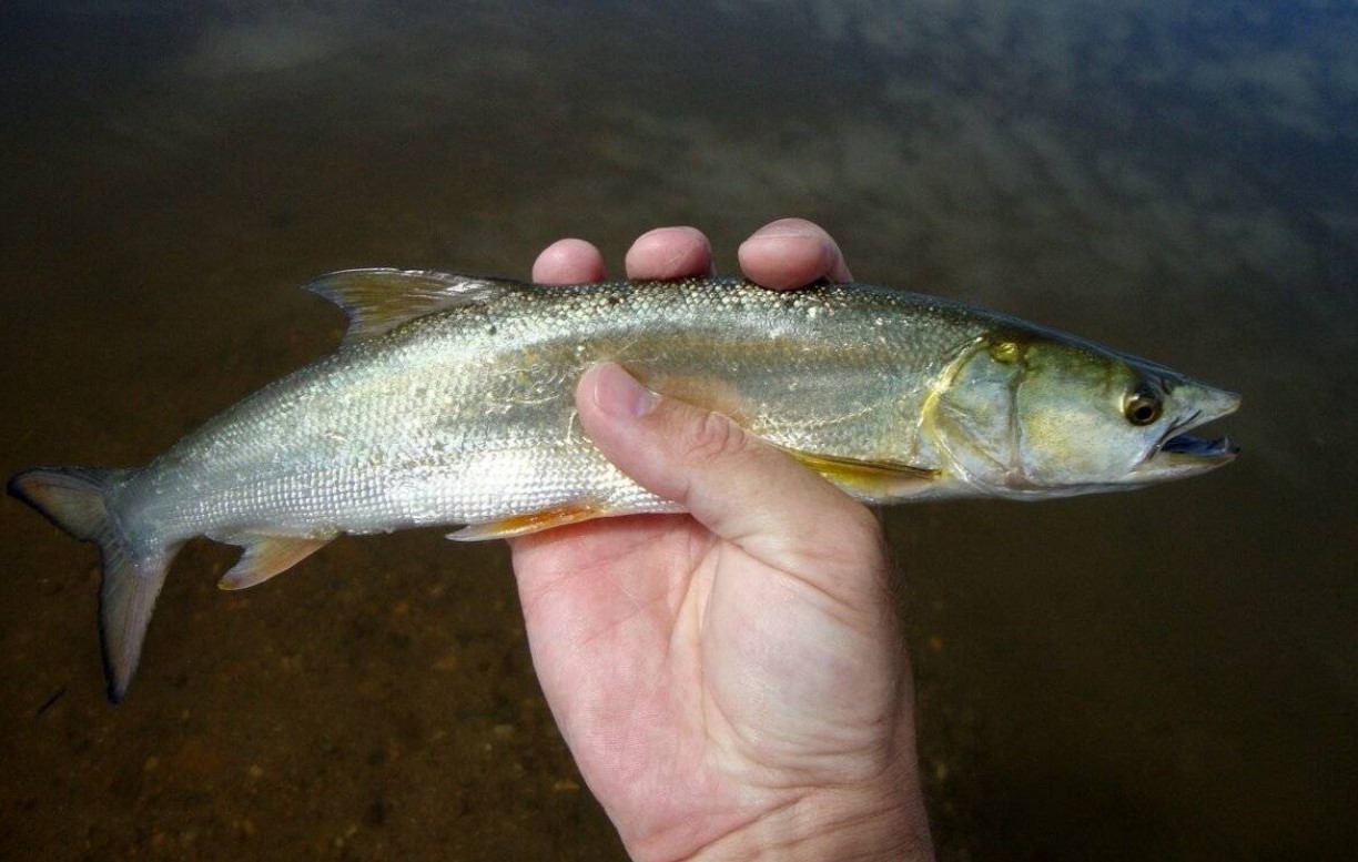 рыба желтощек