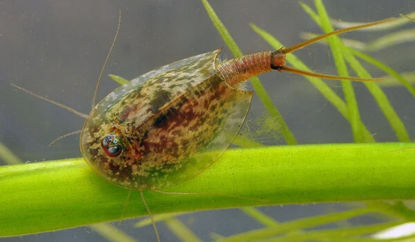 Фото: Щитень