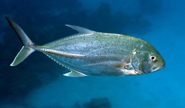 Фото: Большой каранкс