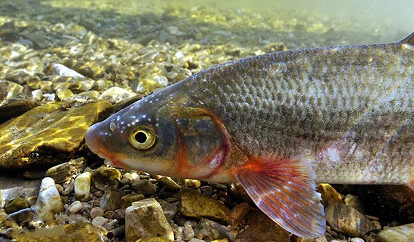 Фото: Подуст в воде