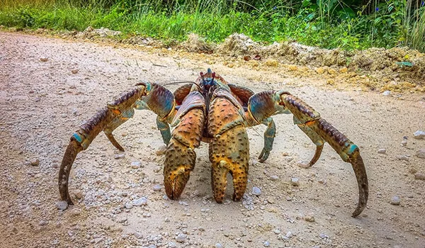 Фото: Пальмовый вор