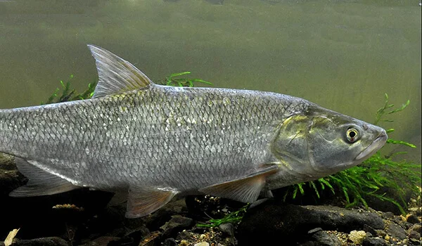 Фото: Жерех под водой