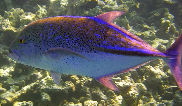 Фото: Королевский каранкс