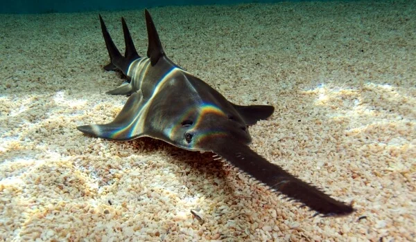 Фото: Рыба пила