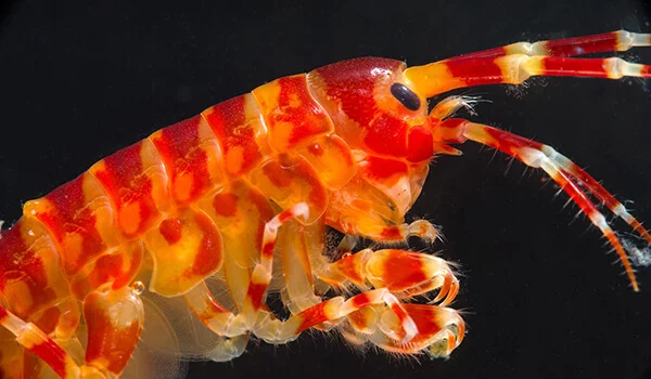 Фото: Как выглядит бокоплав