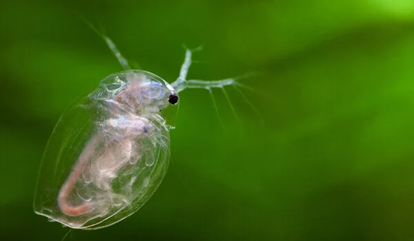 Фото: Дафния