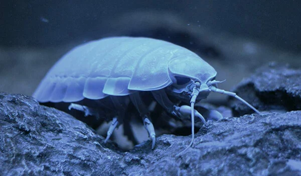 Фото: Гигантский изопод